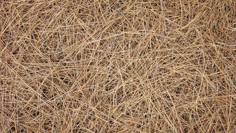 Wood Strippings Mulching
